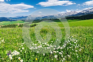 The wild flower in summer grassland in Jiang braque scenic spot