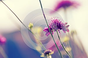 Wild flower in sunset