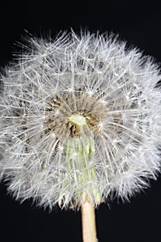 Wild flower taraxacum officinale dandelion blowball asteraceae family background high quality prints