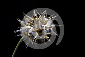 Wild flower trifolium on dark