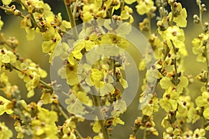Wild flower Verbascum thapsus mullein plant with yellow flowers
