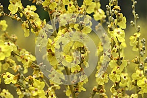 Wild flower Verbascum thapsus mullein plant with yellow flowers