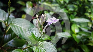 Wild flower with water drop with green leaf backround