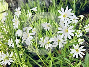 Wild flower with white blossom (Cerastium arvense)