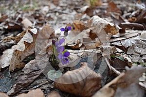 Wild flower in the woods