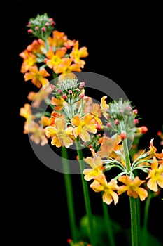 Wild flower, yellow wild flower