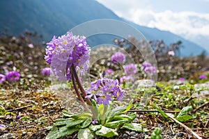 Wild flower of Yumthang Valley