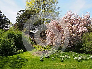 Wild flowering cherry blossom