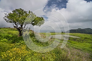 Wild flowering during Monsoon at Lohagad Fort near Lonavala,Maharashtra,India