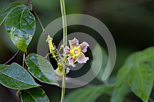 Wild flowering plant