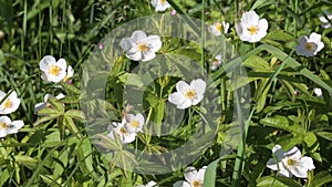 Wild flowering plant Anemone forest Anemone silvestris in a natural environment