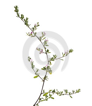 Wild flowering plant, isolated