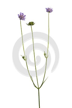 Wild flowering plant, isolated