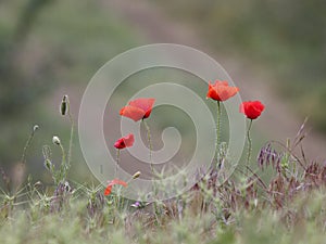 Wild flowering poppies