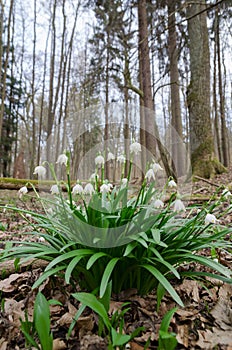 Wild flowering Snowdrops in the forest