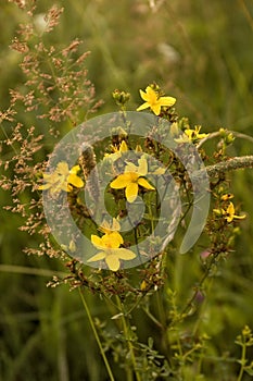 Wild flowers