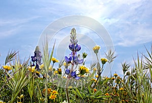 Wild Flowers