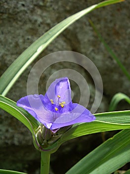 Wild flowers