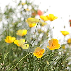 Wild flowers