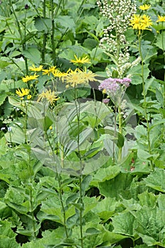 Wild Flowers