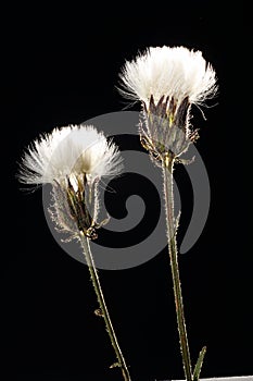 Wild flowers