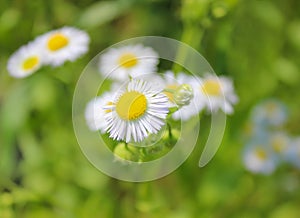 Wild Flowers