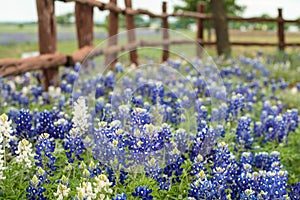 Wild flowers