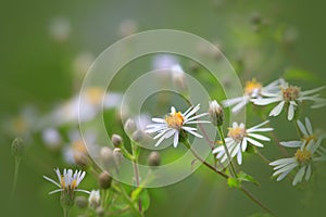 Wild flowers