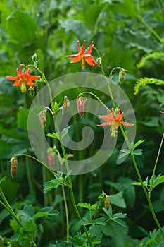 Wild flowers