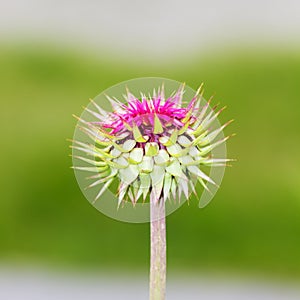 Wild Flowers