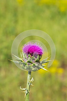 Wild Flowers