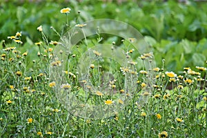 Wild flowers