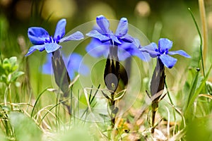 Wild flowers.