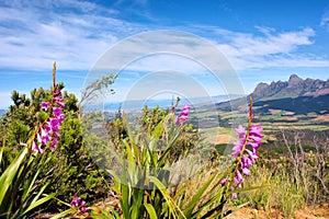 Wild flowers against blue mountains