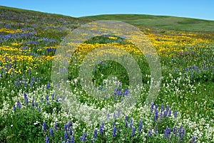 Wild flowers on alberta prairie