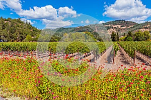 Wild Flowers along Vineyards in Napa Valley California USA