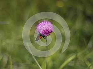 Wild flowers of Alpine Thistle and butterfly