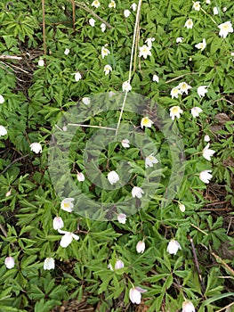 Wild flowers Anemones