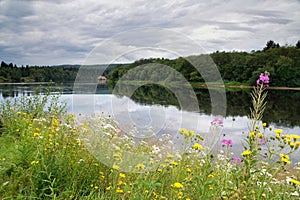 Wild flowers on the banks of the river Klaralven