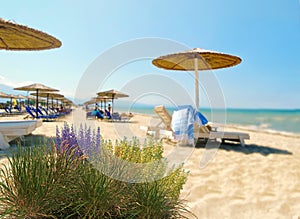 Wild  flowers  on beach straw  umbrellas blue sky  loungers on white sand on horizon blue  sea tropical nature resort Greece