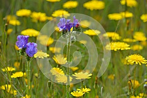 Wild Flowers photo