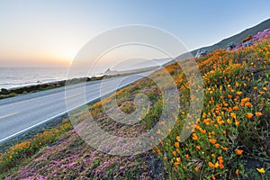 Wild flowers in Big Sur