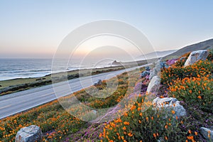 Wild flowers in Big Sur