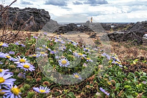 Wild flowers in Biyangdo