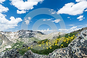 Wild Flowers Bloom in Colorado Spring Mountain Landscape