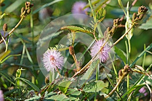 Pink mimosa pudica flower in bloom. Sensitive plant