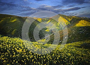 Wild Flowers bloom on the slope of Hurricane Ridge in spring photo