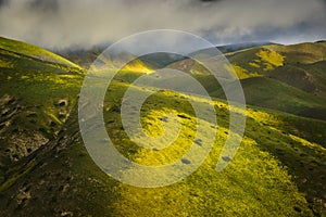 Wild flowers bloom on the slope of Temblor Range