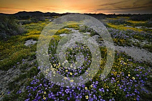 Wild Flowers blooming in Carrizo Plain National Monument in Spring