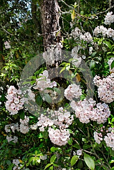 Wild flowers blooming in forest.